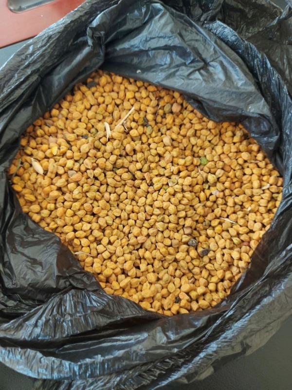 Garbanzos Desi Etíopes from Etiopía